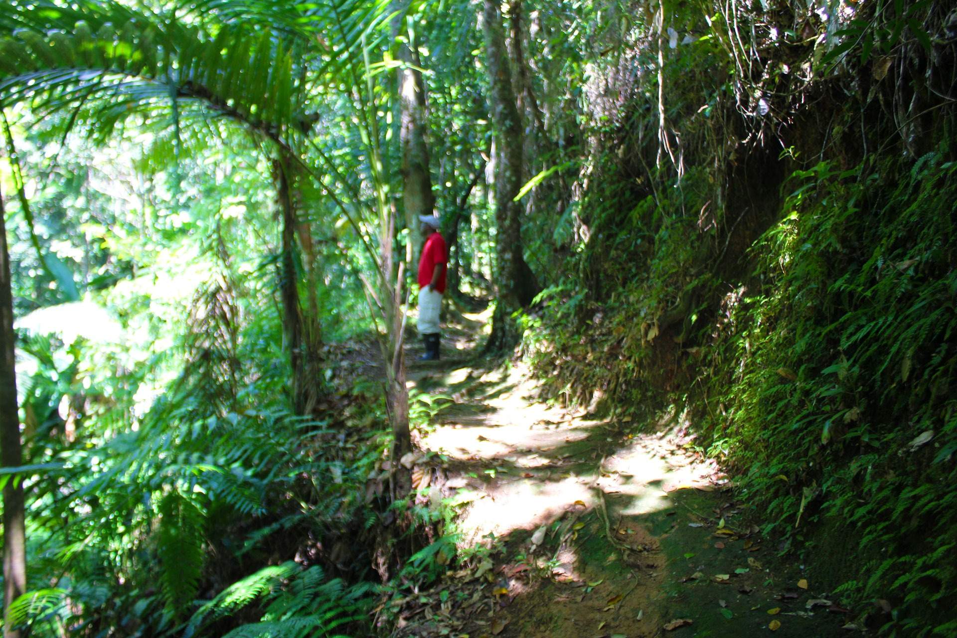 Des Cartiers Rainforest Ministry of Agriculture. Fisheries Food